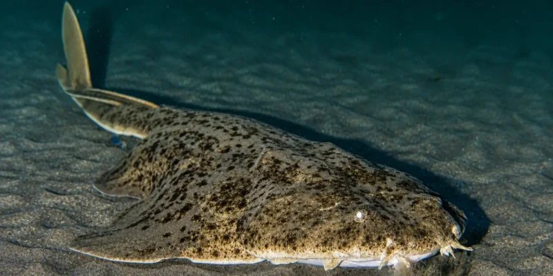 躺在沙地上的扁鲨 Squatina squatina