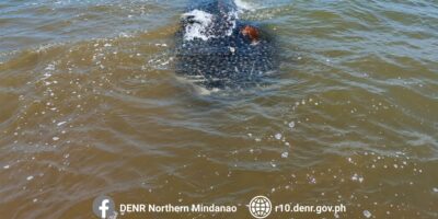 博利松近岸浅水中的死亡鲸鲨（Rhincodon typus）