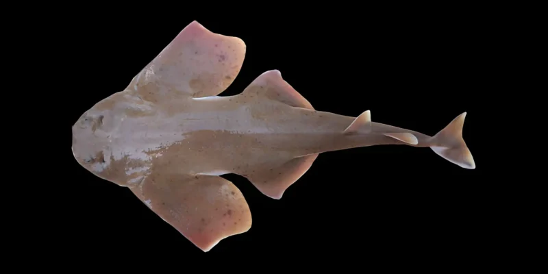 墨西哥扁鲨 Squatina mexicana