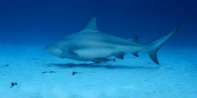 牛鲨 Carcharhinus leucas 在 Playa del Carmen 的沙地上方游动