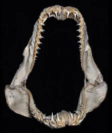 凶猛砂锥齿鲨 Odontaspis ferox 的颌骨