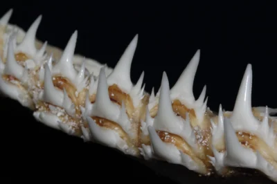 凶猛砂锥齿鲨 Odontaspis ferox 的侧牙
