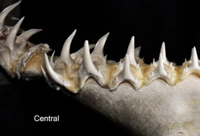 凶猛砂锥齿鲨 Odontaspis ferox 的中央下颌牙