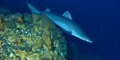 深水岩礁上方的凶猛砂锥齿鲨 Odontaspis ferox 凶猛砂锥齿鲨 Odontaspis ferox 游过深水岩礁