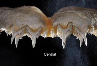 凶猛砂锥齿鲨 Odontaspis ferox 的中央上颌牙