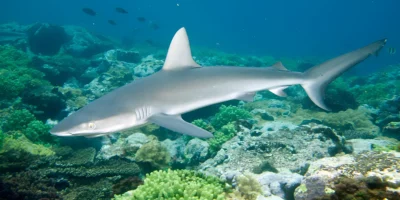 蔷薇真鲨 Carcharhinus brevipinna