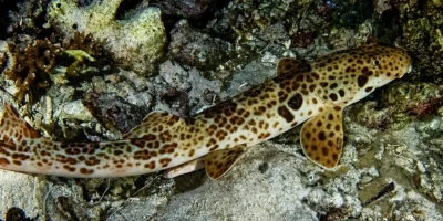 拉贾安帕特长尾须鲨 Hemiscyllium freycineti 栖息在岩石海底