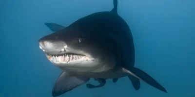 沙虎鲨 Carcharias taurus 正面照