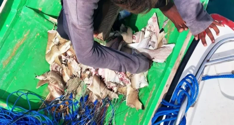 渔船上被切块的鲨鱼