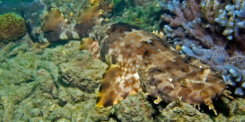 在大堡礁休息的饰纹须鲨 Orectolobus ornatus