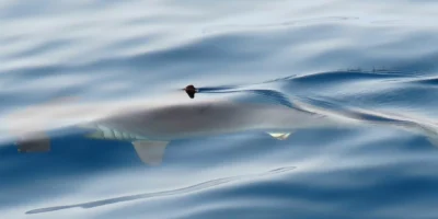 海面附近的光滑双髻鲨（Sphyrna zygaena）