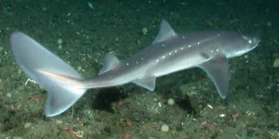 太平洋棘角鲨 Squalus suckleyi