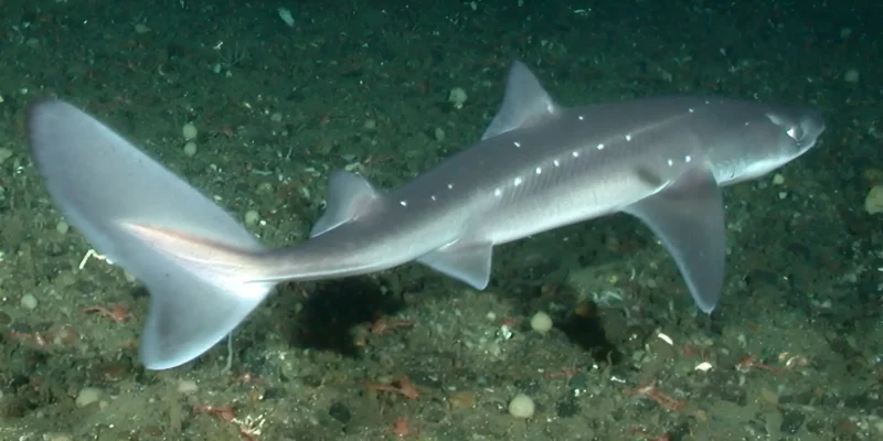 太平洋棘角鲨 Squalus suckleyi