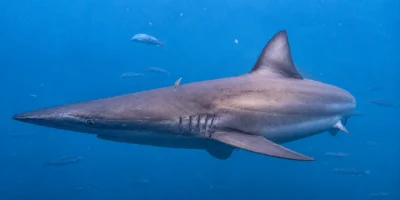 铜真鲨 Carcharhinus brachyurus 在蓝水中游动