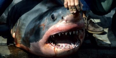 张开嘴的死亡大白鲨（Carcharodon carcharias）