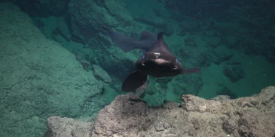 一条拟皱唇鲨游过特立尼达和多巴哥近海岩石深海海床