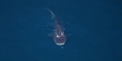 从空中拍摄的东北峡谷和海山国家海洋保护区内的鲸鲨