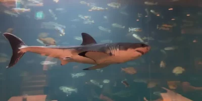 韩国水族箱中的大白鲨