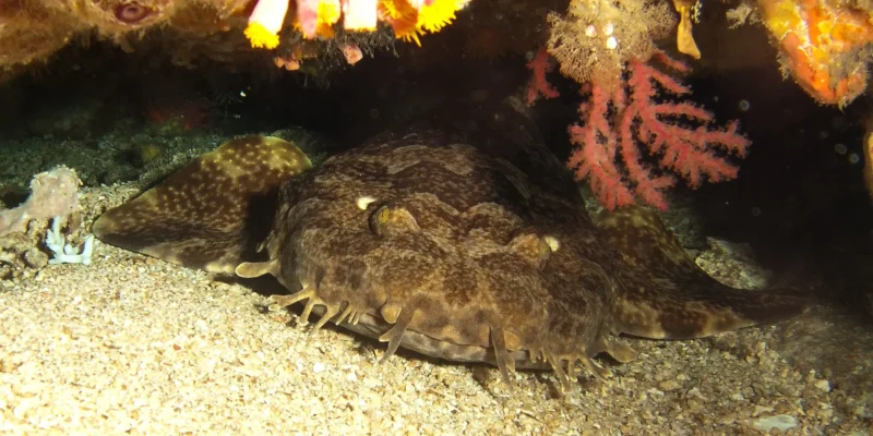 岩石下方的细线须鲨 Orectolobus leptolineatus