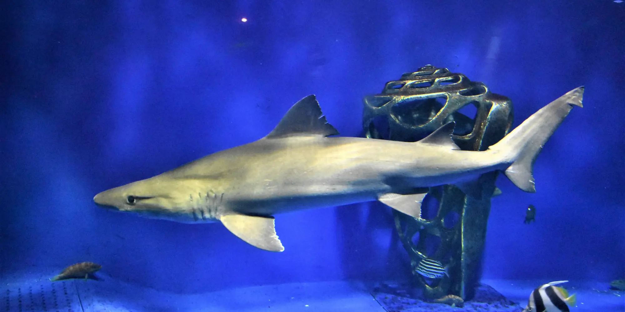 水族馆中的凶猛砂锥齿鲨 Odontaspis ferox