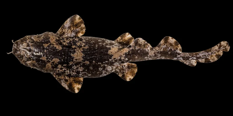 疣背须鲨 Sutorectus tentaculatus