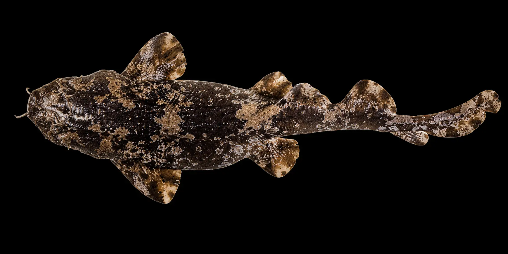 疣背须鲨 Sutorectus tentaculatus