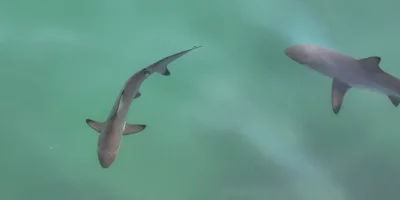 水面上的幼年黑鳍鲨 Carcharhinus limbatus