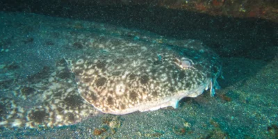 云纹扁鲨 Squatina nebulosa 的头部和身体