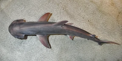 从上方拍摄、游过浅色水族箱底部的窄头双髻鲨（Sphyrna tiburo）